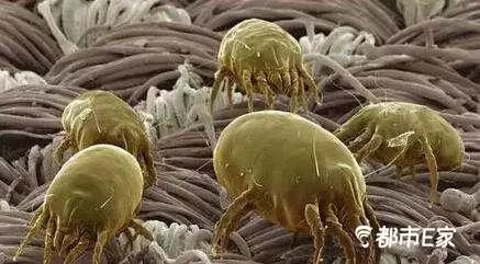 男子被马蜂蛰三下后去世,男子被黄蜂蜇致其身亡