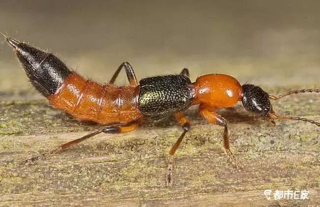 被马蜂蛰了怎么救治,男子被马蜂蜇伤146处伤