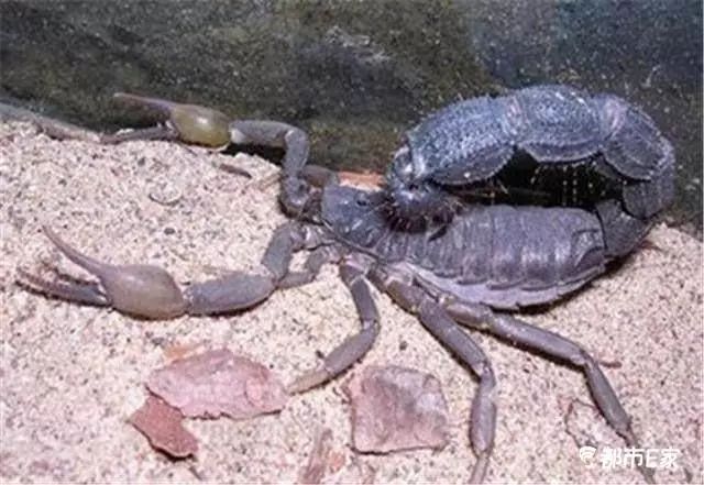 被马蜂蛰了怎么救治,男子被马蜂蜇伤146处伤