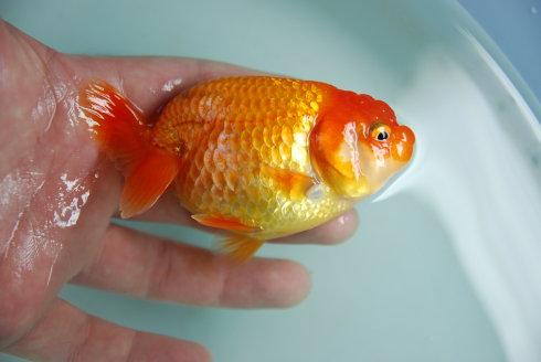 兰寿都是短尾巴吗,兰寿为什么短尾