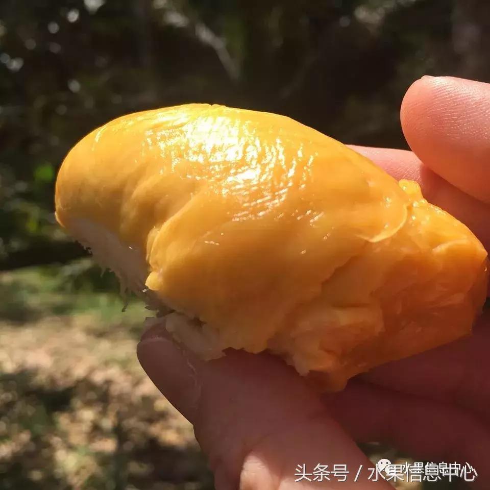 从榴莲代购起家，到64个实体销售点，他势要打造一个榴莲王国