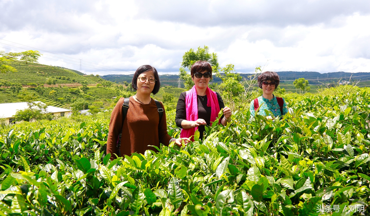 蚂蚁旅游专线云南之旅,蚂蚁旅游行