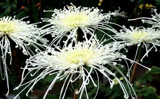 花语大全40种花的花语,花语大全50种花的花语读出来