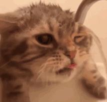 长假在即，铲屎官不敢出门？智能神器来帮你！