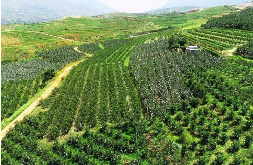 丽江永胜石榴基地,云南丽江永胜软籽石榴