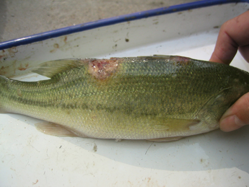 观赏鱼烂鳃烂尾用什么药,烂鳃是怎么回事