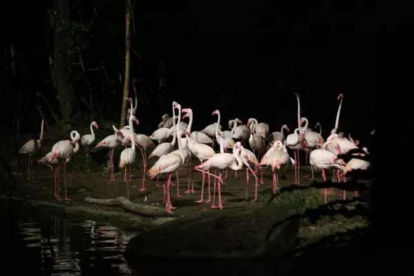 新加坡夜间动物园英语版,新加坡圣淘沙夜间动物园