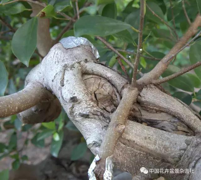 原生桩造型,原生苗盆景定型