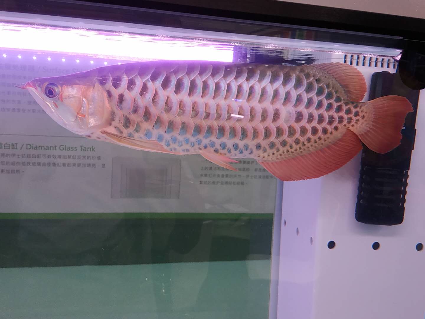 十大顶级巨型观赏鱼视频播放,顶级观赏鱼高清全屏视频