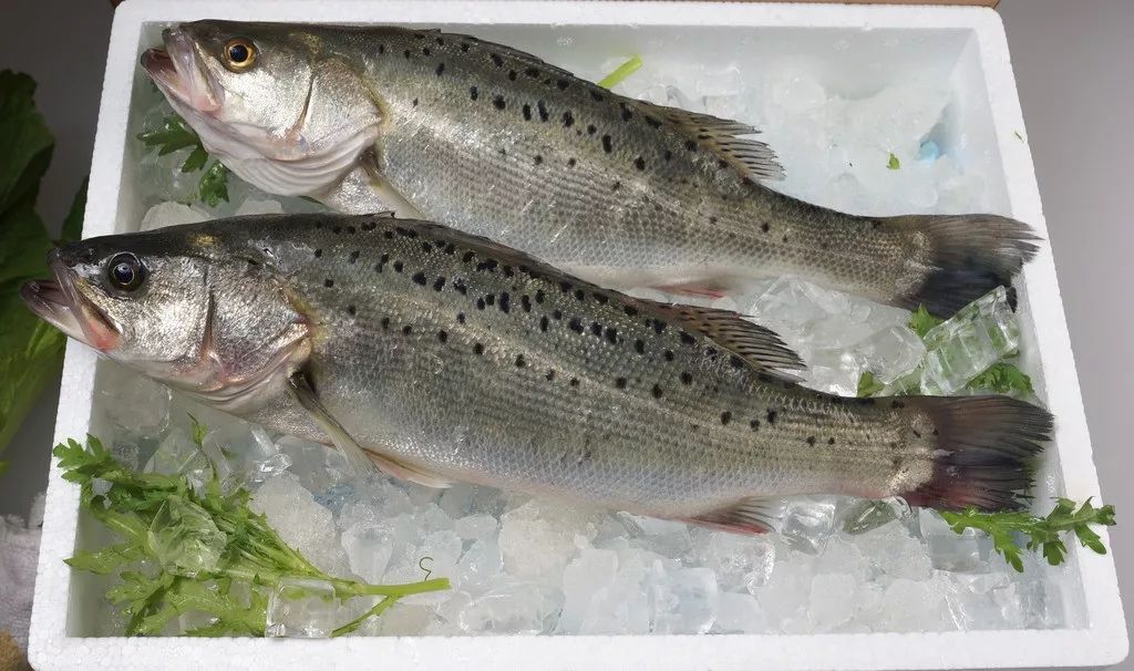 吃海鲜手扎了一下,如果一不小心被海鲜扎了会怎么样