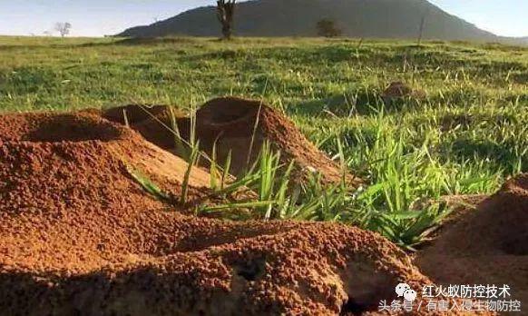 生物入侵红火蚁视频,红火蚁为什么是入侵物