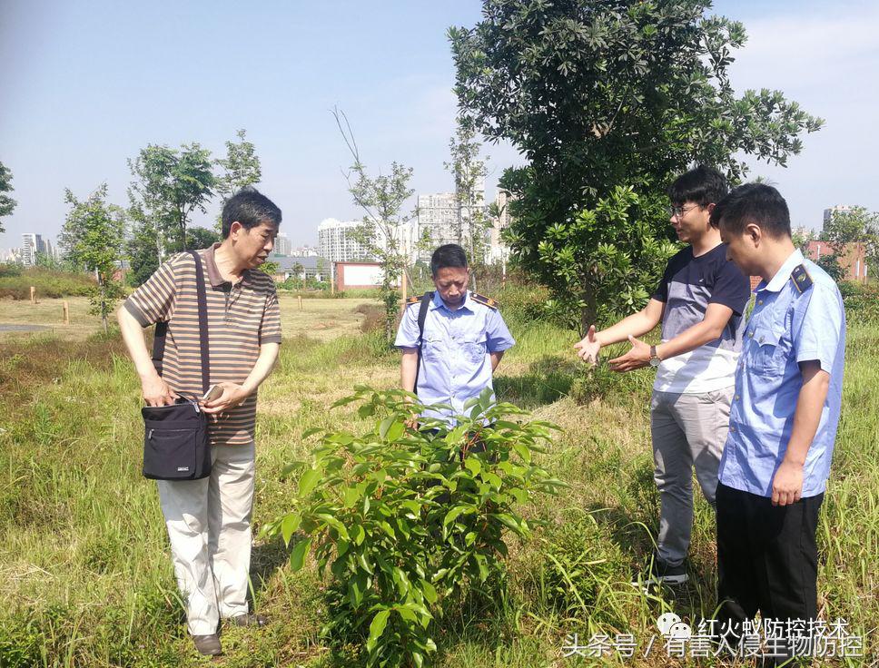 生物入侵红火蚁视频,红火蚁为什么是入侵物