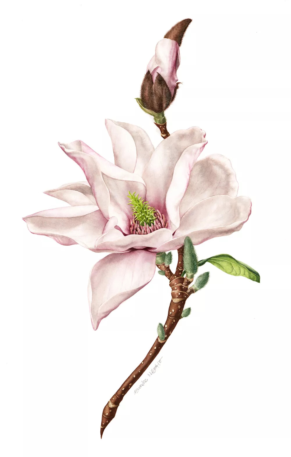 老中医5种中药治疗方法,中药治病最新方法