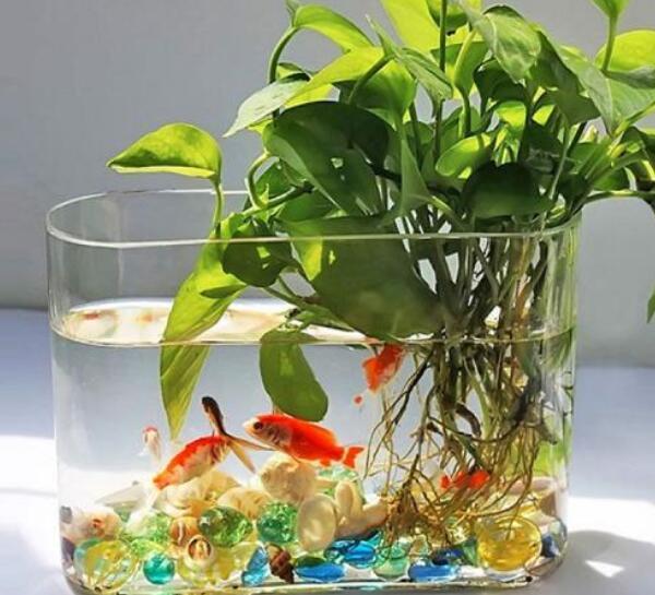 绿萝长得慢你知道原因吗,绿萝长得太慢