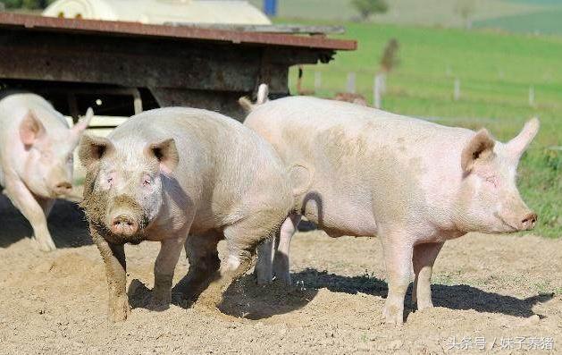 新手养猪猪生病了怎么办,养猪场的小猪有没有病