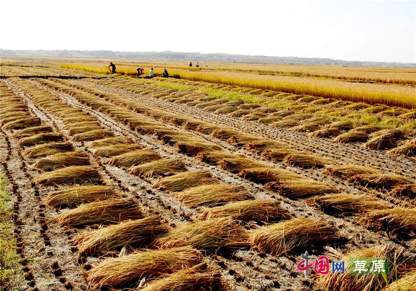 农牧业丰收季全国首家肉牛、农产品交易平台上线通辽