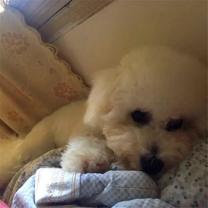 比熊精神状态好呕吐怎么回事,比熊狗狗呕吐吃什么药