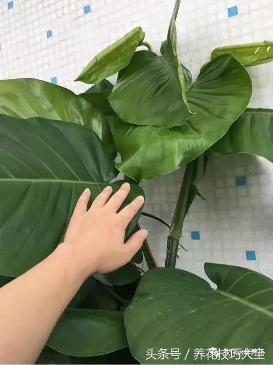 养殖绿萝用这3种办法快速长爆盆,养绿萝学好这3招爆盆快长势猛