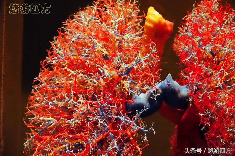 这个博物馆的展品略显重口味，胆小者不敢看，揭示了生命的奥秘！