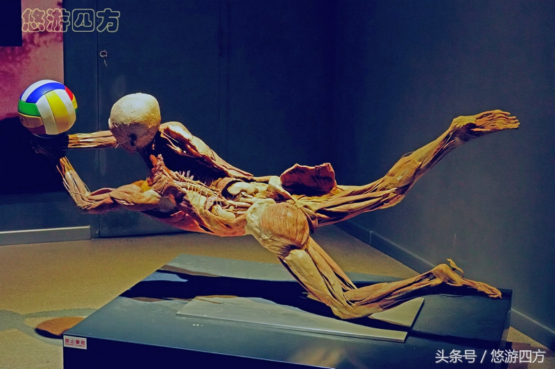 这个博物馆的展品略显重口味，胆小者不敢看，揭示了生命的奥秘！