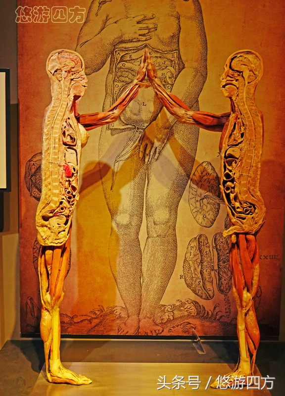 这个博物馆的展品略显重口味，胆小者不敢看，揭示了生命的奥秘！