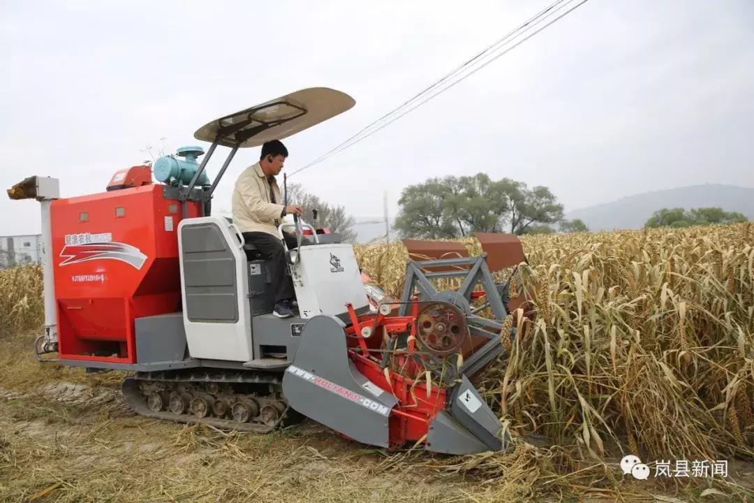 岚县谷子机械化收获,机械化割谷子技术视频