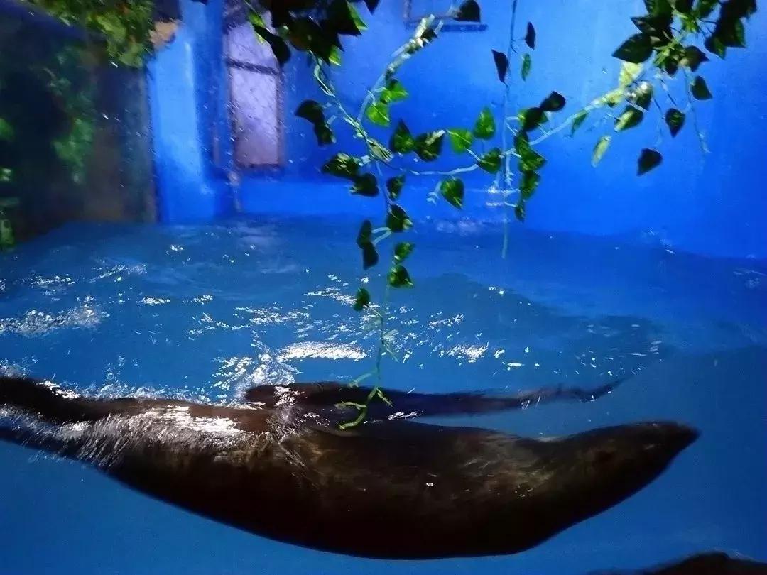 海底世界乐高大颗粒简单版,富国游海底世界