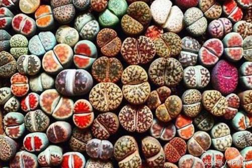 生石花一般上盆后多久生根杀虫,生石花多久可以在新盆生根杀菌