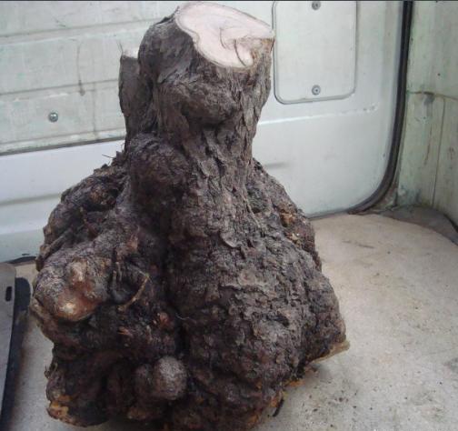 在农村容易被忽略掉的名贵木材,常用的硬木材树种