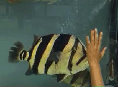 中华栉孔鰕虎鱼介绍,矛尾复鰕虎鱼介绍