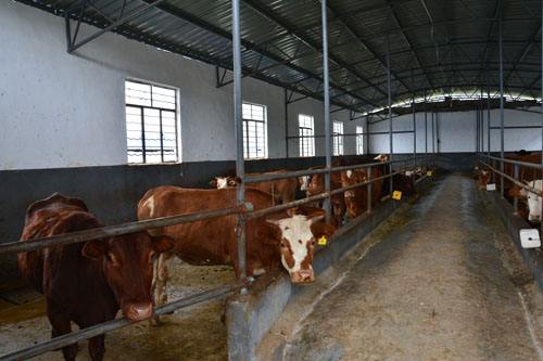 养殖繁育牛怎么挣钱,养殖母牛技术与治疗