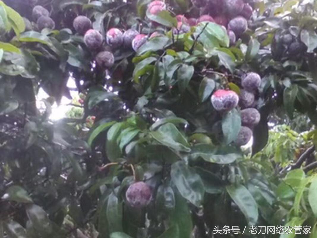 荔枝树根腐病怎样办,荔枝为什么会得酸霉病