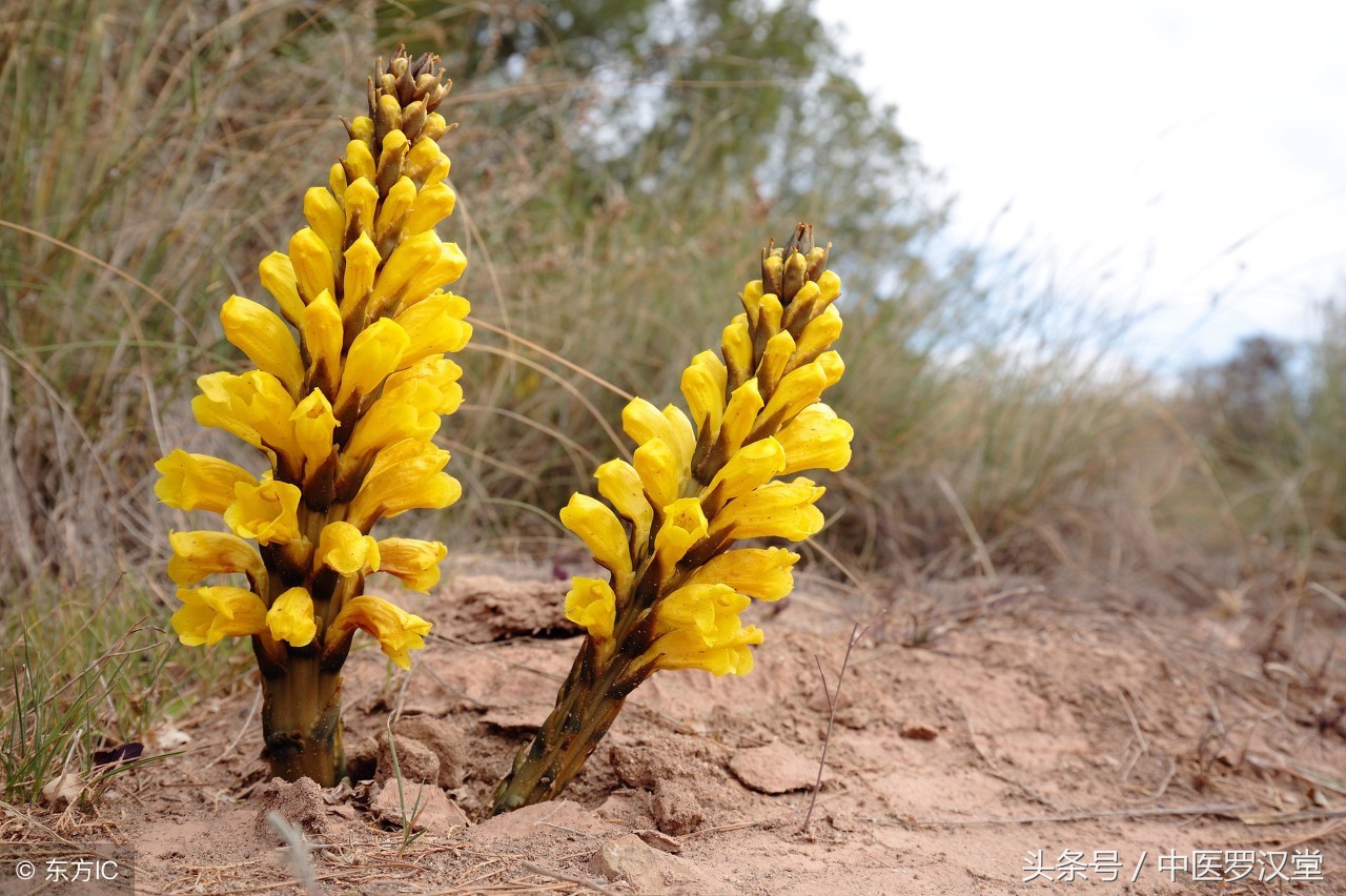 抗骨增生丸功能与主治,抗骨增生丸治腰痛吗
