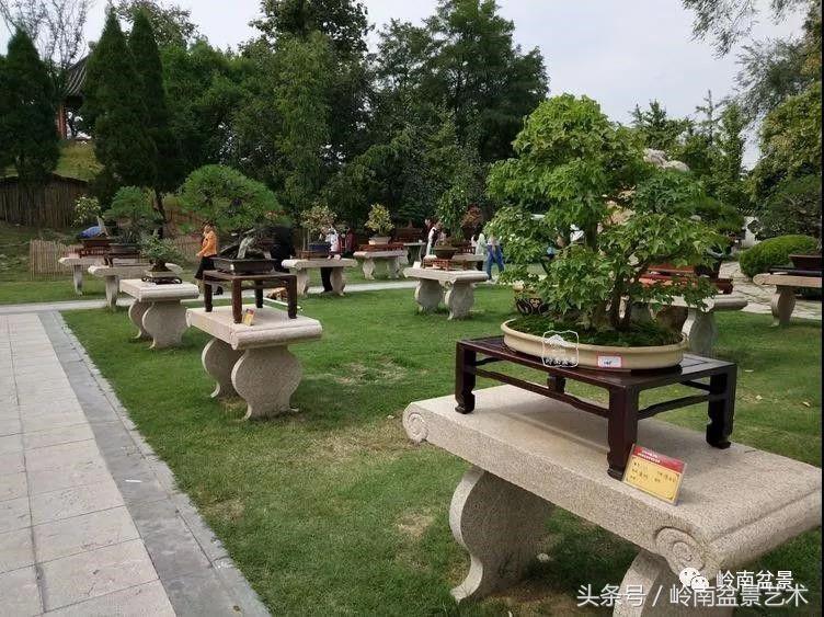 百年精品流苏老桩盆景,精品南天竺盆景