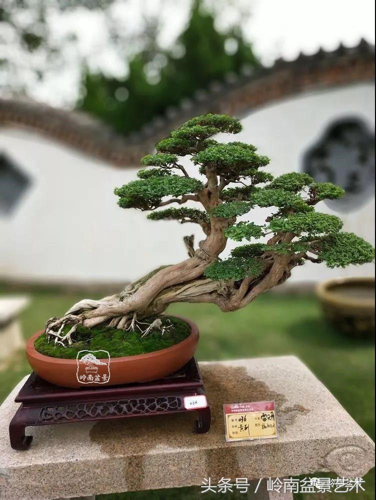 百年精品流苏老桩盆景,精品南天竺盆景