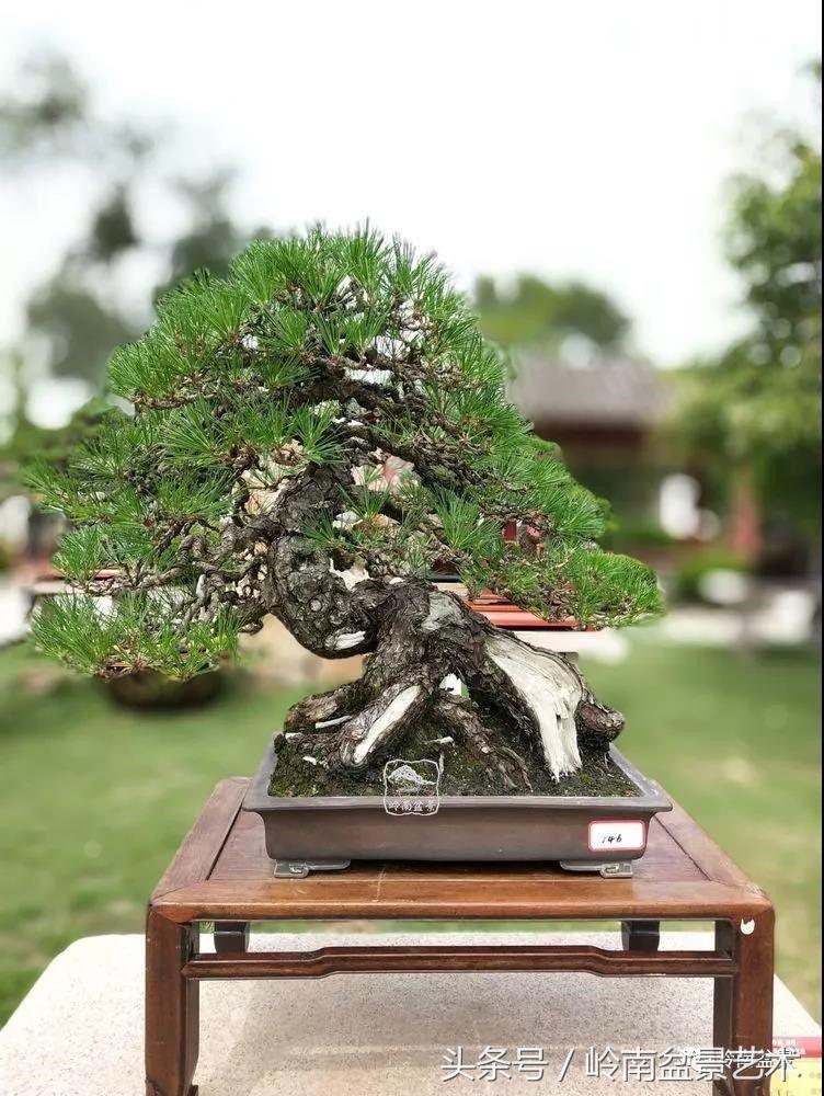 百年精品流苏老桩盆景,精品南天竺盆景