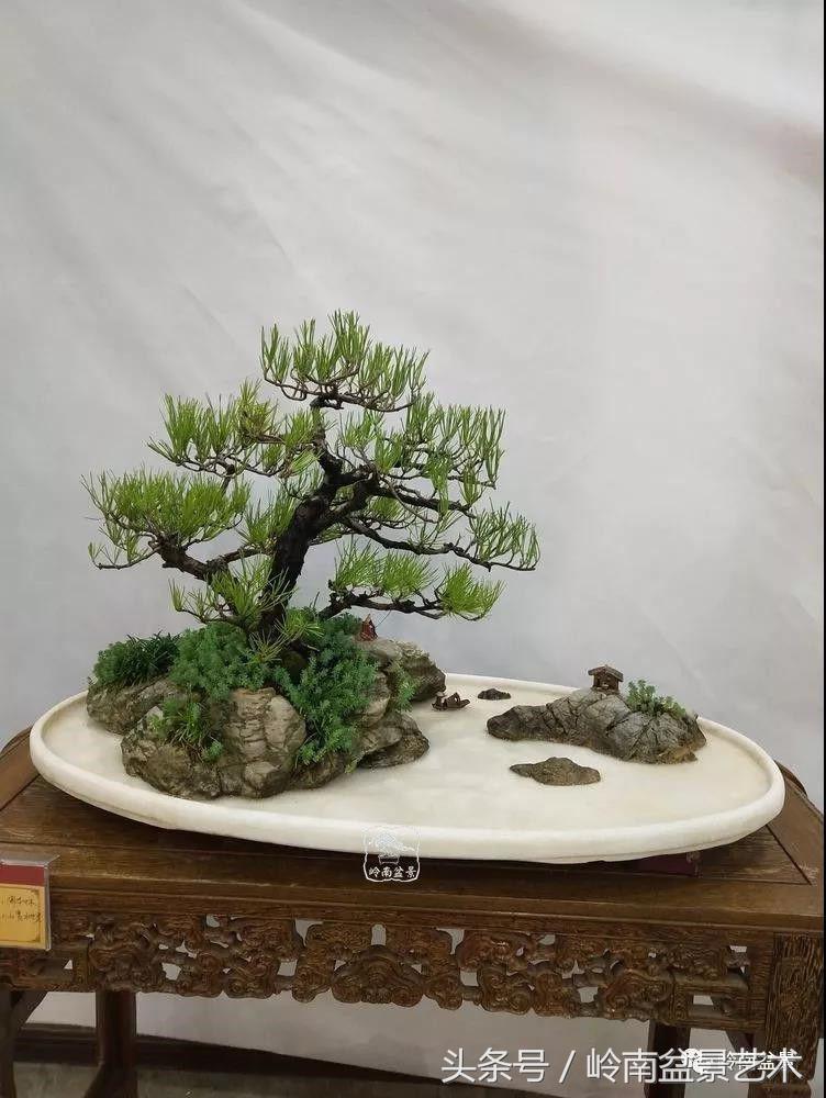 百年精品流苏老桩盆景,精品南天竺盆景