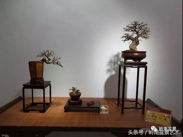百年精品流苏老桩盆景,精品南天竺盆景