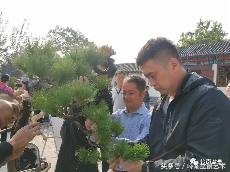 百年精品流苏老桩盆景,精品南天竺盆景