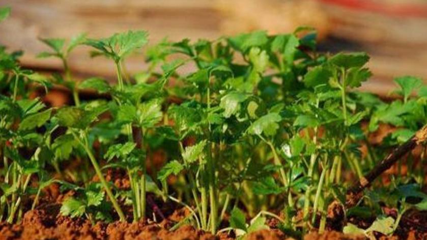 想要种出好香菜一定要注意这六点,香菜种起来手把手教您种香菜