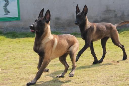 看门护住的狗狗排行,看门最好的犬排名