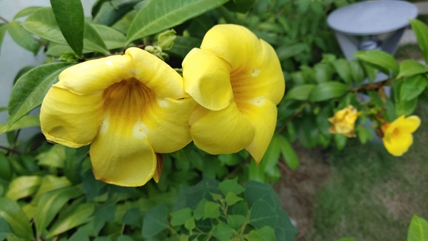 非凡一升突破未来vivonex测评,vivonex旗舰版详细评测