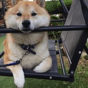 狂犬病的传播途径是什么,被幼犬咬伤得狂犬病的几率是多少