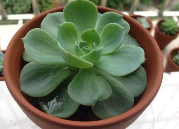 多肉玉蝶砍头后如何处理,多肉玉蝶秋天可不可以砍头扦插