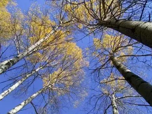 世界上有各种各样的树你听说过,世界上最美的树的排名