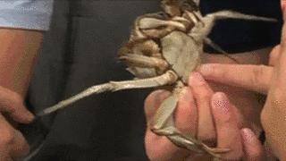 大闸蟹基础知识,大闸蟹科普知识