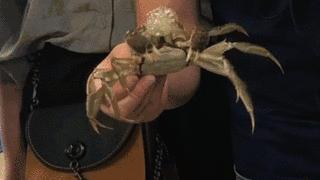 大闸蟹基础知识,大闸蟹科普知识