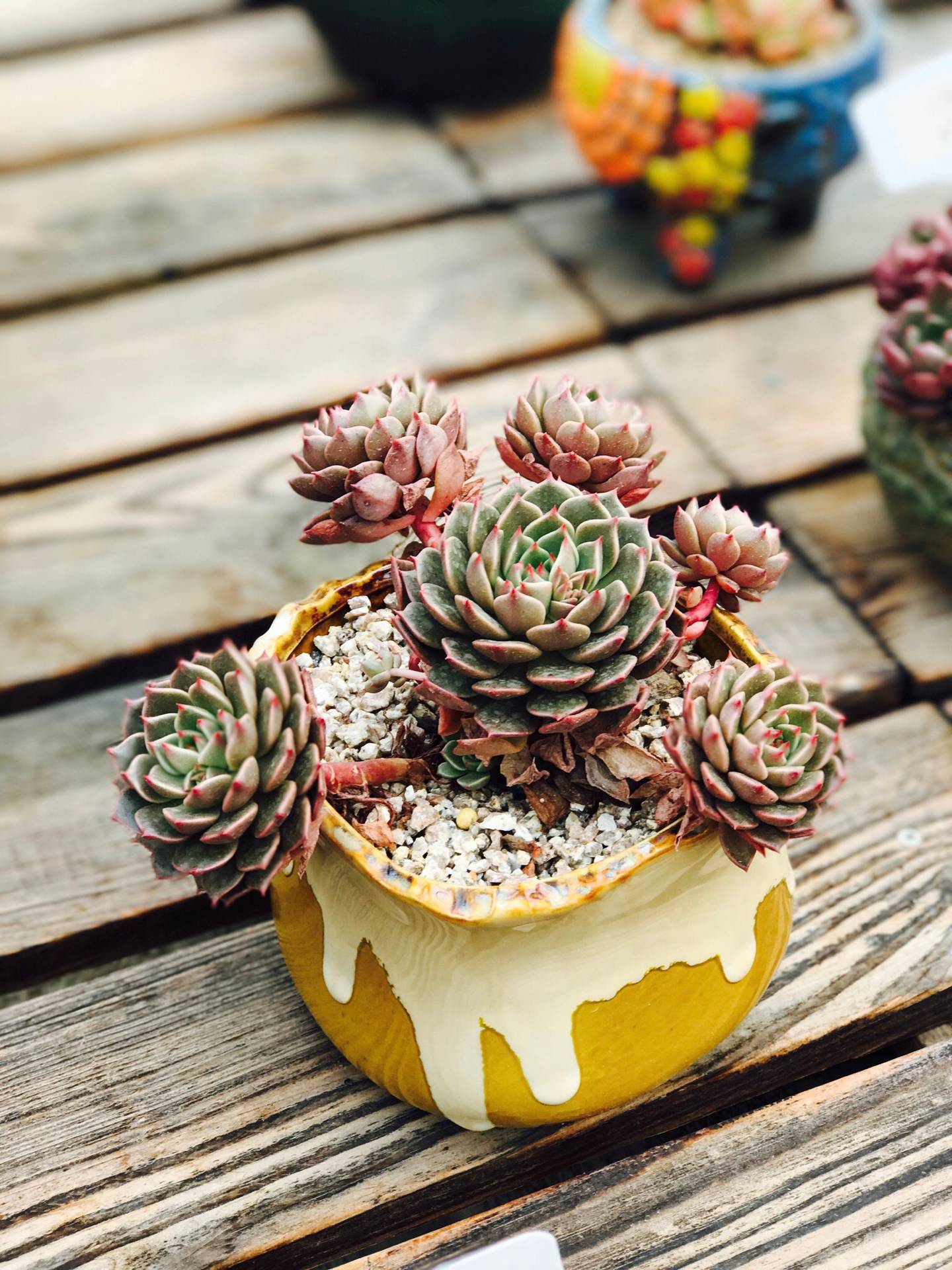 都是哪些人在玩和平精英,都是哪些人在玩金铲铲呀