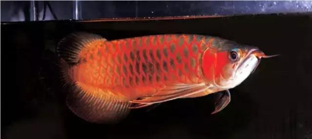 防止龙鱼掉眼的最佳方法,龙鱼胡须受到伤害