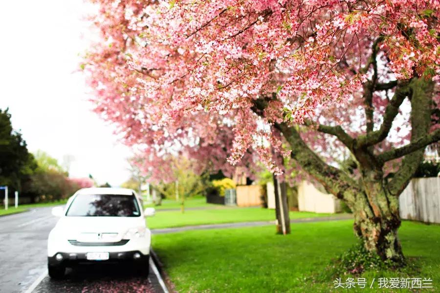 来新西兰以后才发现的变化,新西兰是不是最美丽的地方